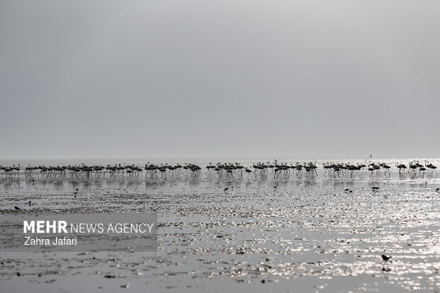 فلامینگوها در ساحل بندرعباس