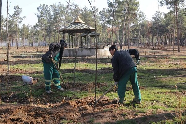 فضاي،سبز،درختان،منطقه،طرح،اصله،مرتضوي،كاشت،احياي