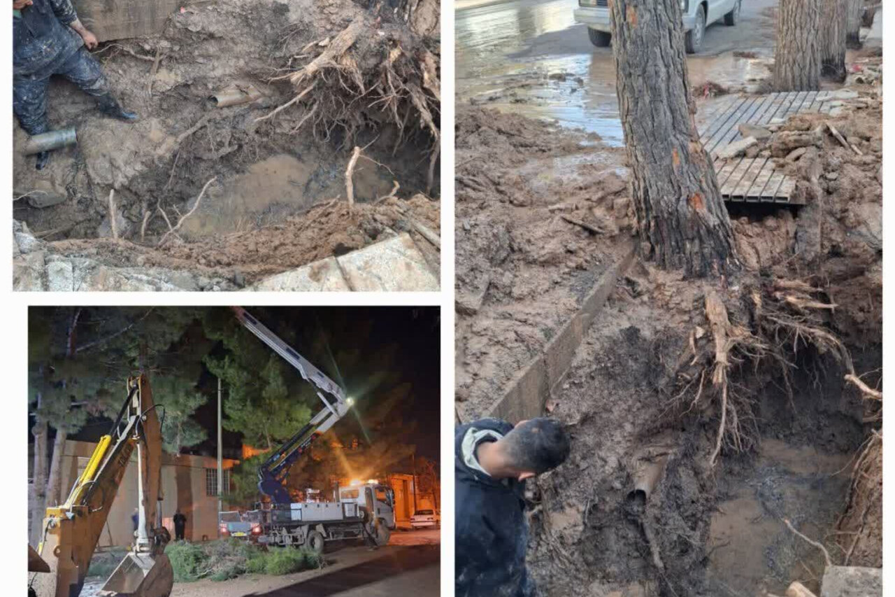 آب،كاج،درختان،ريشه،حادثه،شبكه،تنومند،چندمين