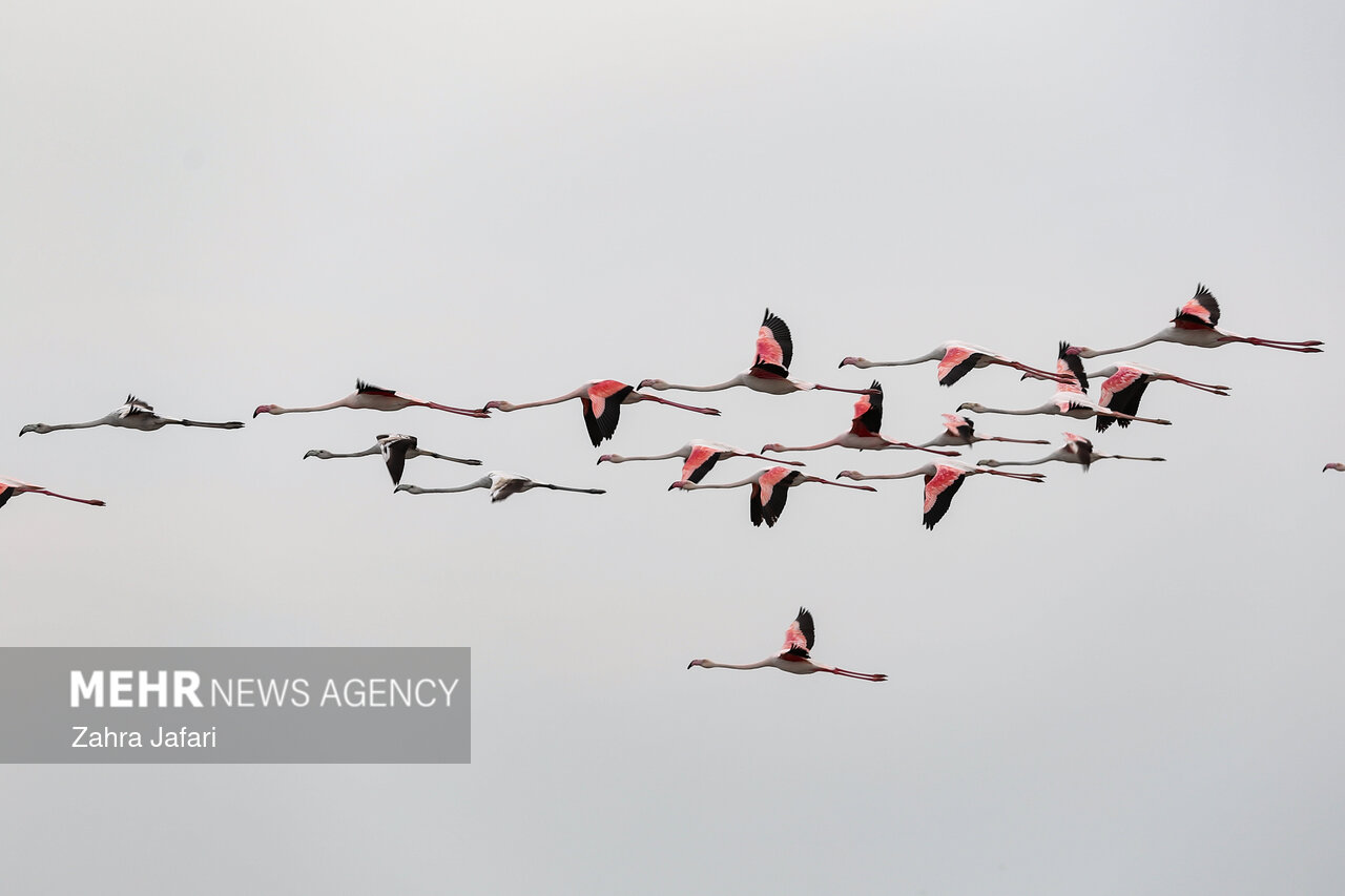 فلامینگوها در ساحل بندرعباس