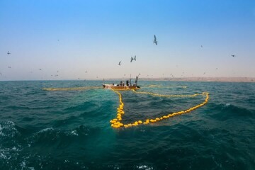 ممنوعیت صید ساردین ماهیان در آب‌های قشم