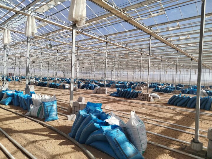 توسعه باغات کم‌آب‌بر و گلخانه‌های مدرن اولویت جهاد کشاورزی لرستان است