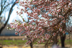 بەهاری دڵڕفێنی  یەزد ببینە