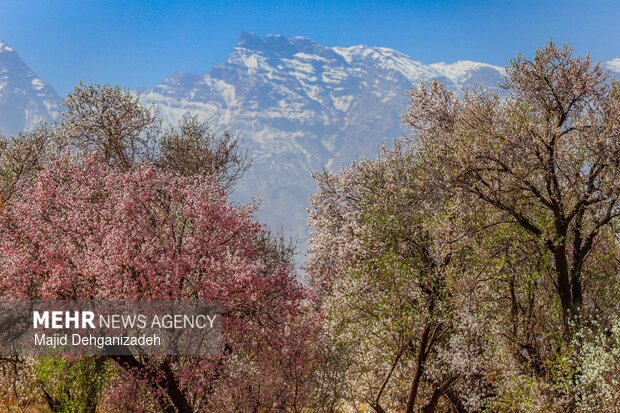 بهار زودرس در باغ‌شهر تاریخی مهریز