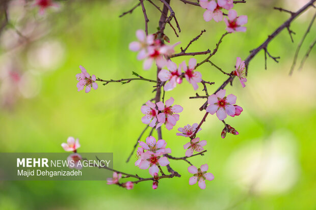 بهار زودرس در باغ‌شهر تاریخی مهریز