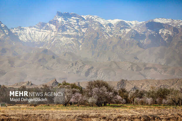 بهار زودرس در باغ‌شهر تاریخی مهریز