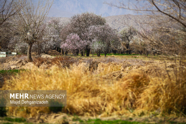 بهار زودرس در باغ‌شهر تاریخی مهریز