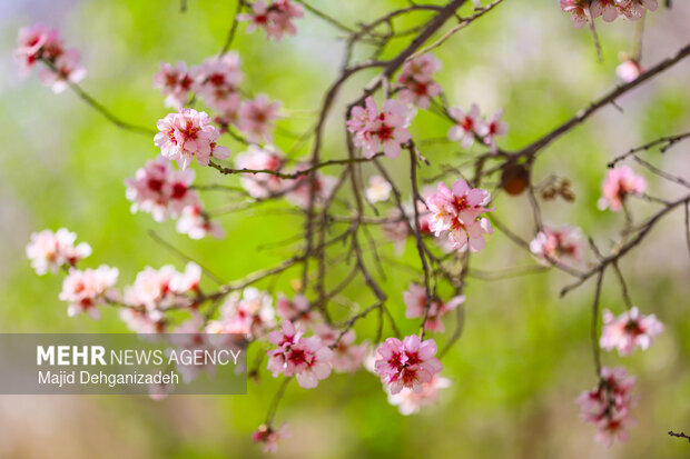 بهار زودرس در باغ‌شهر تاریخی مهریز