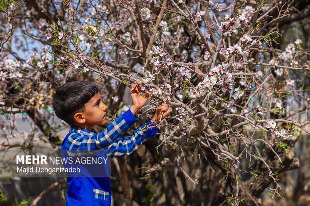 بهار زودرس در باغ‌شهر تاریخی مهریز