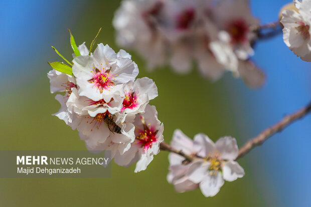 بهار زودرس در باغ‌شهر تاریخی مهریز