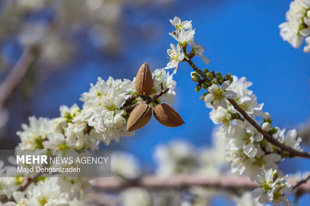 بهار زودرس در باغ‌شهر تاریخی مهریز