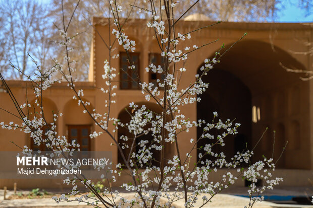 بهار زودرس در باغ‌شهر تاریخی مهریز