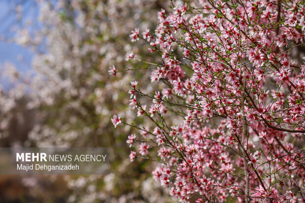 بهار زودرس در باغ‌شهر تاریخی مهریز