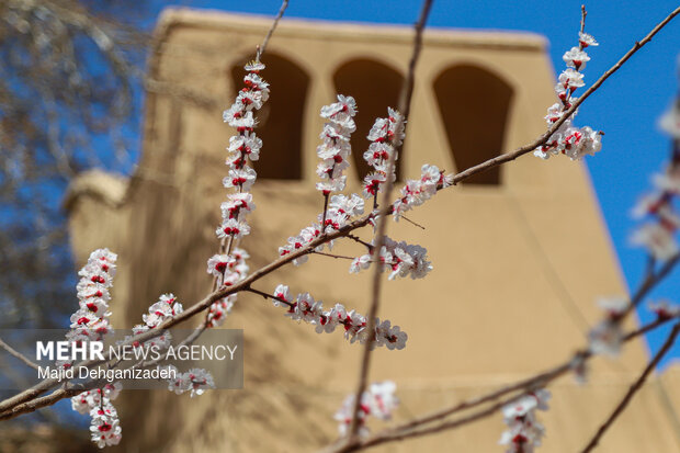 بهار زودرس در باغ‌شهر تاریخی مهریز