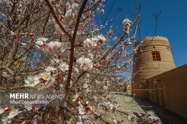 بهار زودرس در باغ‌شهر تاریخی مهریز