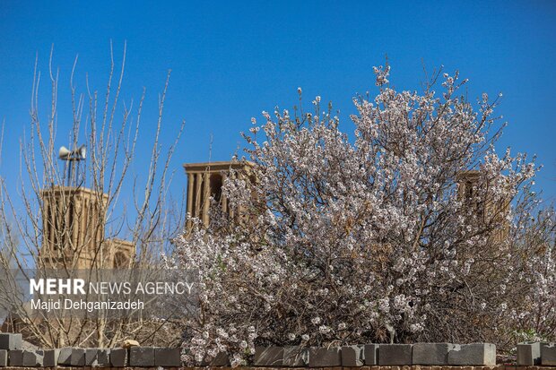 بهار زودرس در باغ‌شهر تاریخی مهریز