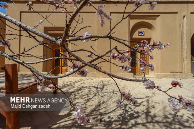 بهار زودرس در باغ‌شهر تاریخی مهریز
