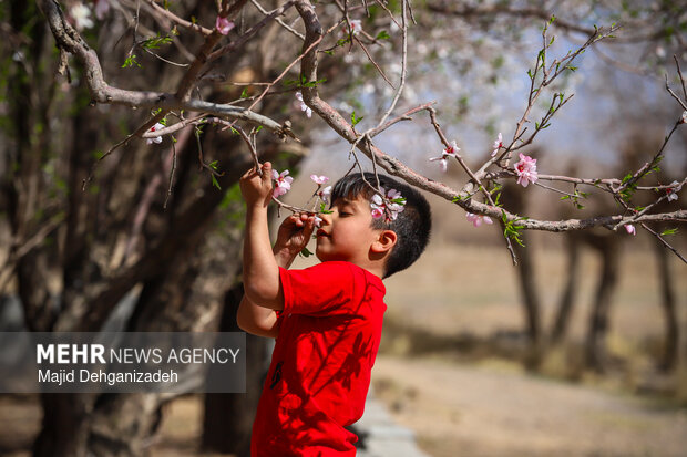 بهار زودرس در باغ‌شهر تاریخی مهریز