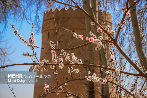بهار زودرس در باغ‌شهر تاریخی مهریز