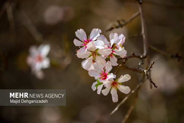 بهار زودرس در باغ‌شهر تاریخی مهریز