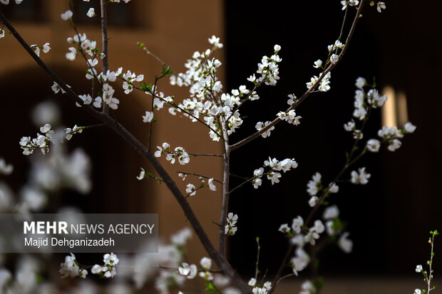 بهار زودرس در باغ‌شهر تاریخی مهریز