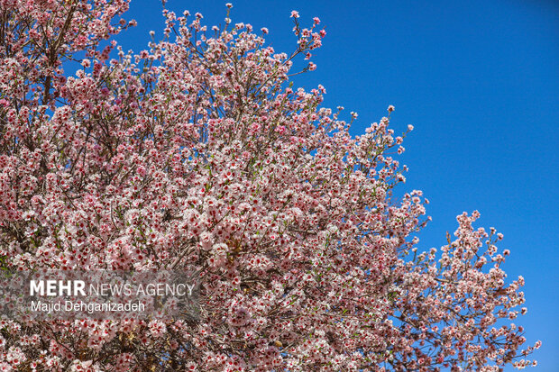 بهار زودرس در باغ‌شهر تاریخی مهریز