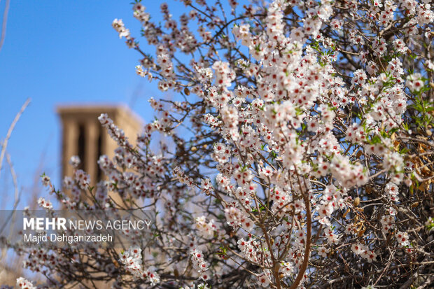 بهار زودرس در باغ‌شهر تاریخی مهریز