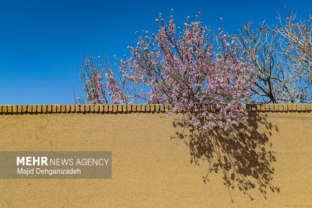 بهار زودرس در باغ‌شهر تاریخی مهریز