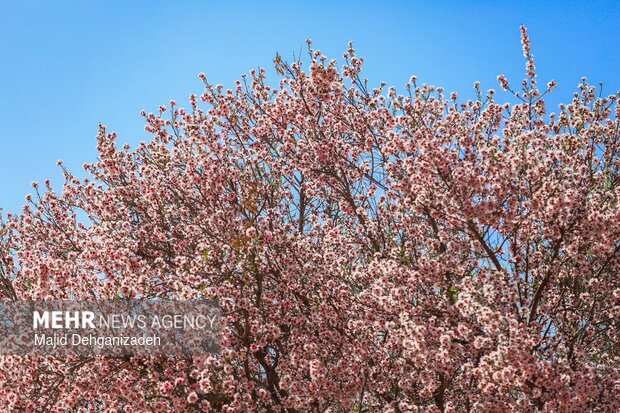 بهار زودرس در باغ‌شهر تاریخی مهریز