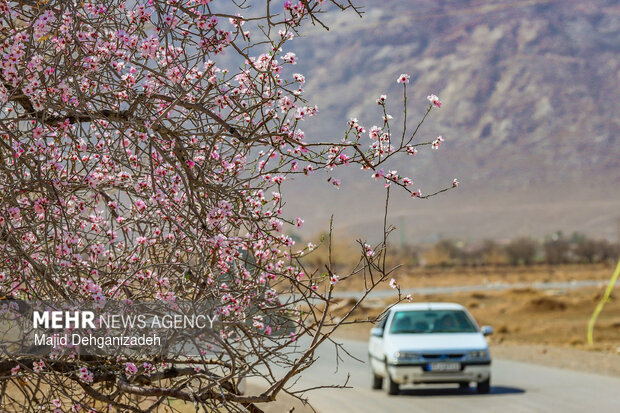 بهار زودرس در باغ‌شهر تاریخی مهریز
