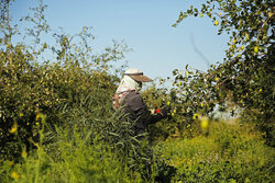 برداشت میوه کنار در بزرگترین کنارستان جنوب