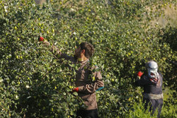 برداشت بیش از ۲ هزار تن کنار در میناب