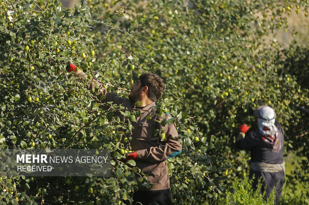 برداشت میوه کنار در بزرگترین کنارستان جنوب