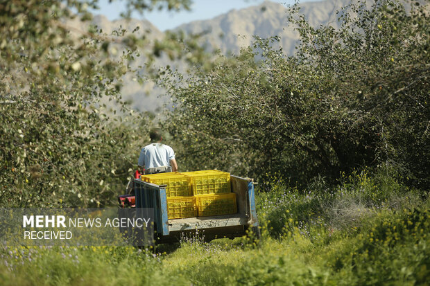 برداشت میوه کنار در بزرگترین کنارستان جنوب