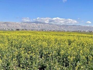 توسعه کشت کلزا و کاملینا برنامه‌ راهبردی بخش زراعت در لرستان