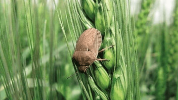 عملیات مبارزه با آفت سن غلات در مزارع فارس آغاز شد