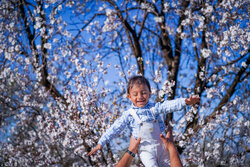 جشن شکوفه‌های بادام در مهارلو