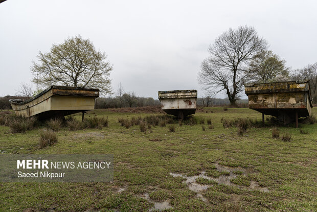دشت لنج‌ها در روستای کمسار شفت