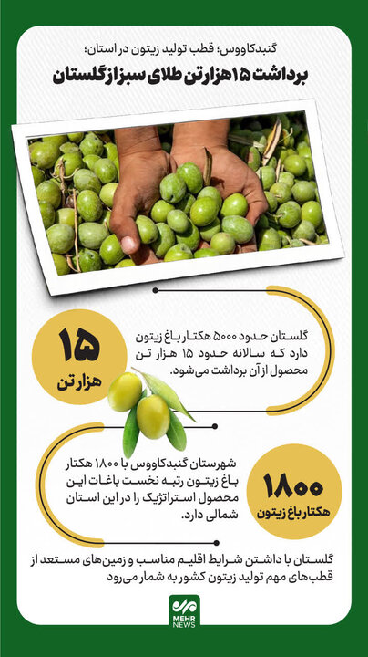 اینفوگرافیک؛ برداشت ۱۵ هزار تن زیتون در گلستان