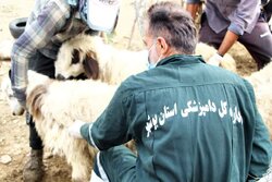 رهنما: حراست از سرمایه دامی استان بوشهر ادامه دارد