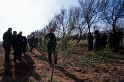 پورمقدم: ۹ میلیون نهال در پویش «سرو ایران» توزیع شد