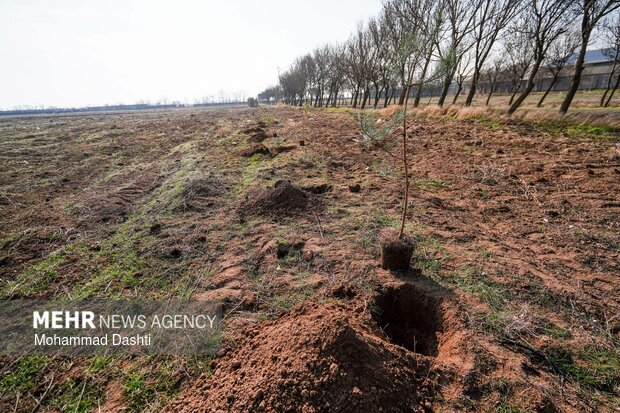 پویش درختکاری «سرو ایران» در اردبیل
