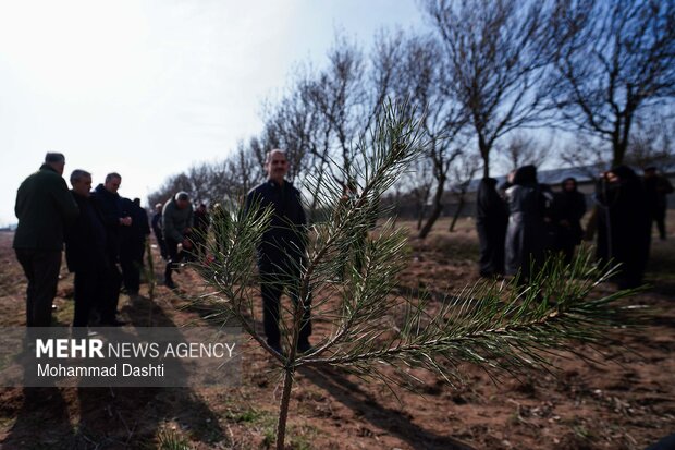 پویش درختکاری «سرو ایران» در اردبیل