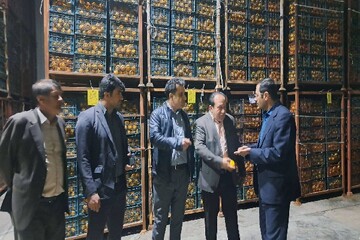 آغاز توزیع میوه شب عید از اوایل هفته پیش رو در کهگیلویه و بویراحمد