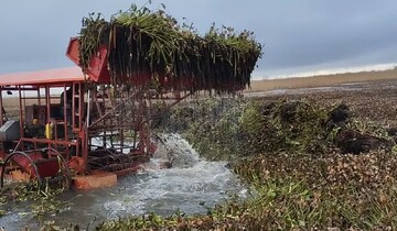 عملیات نجات تالاب انزلی از «سنبل آبی» به ایستگاه آخر رسید