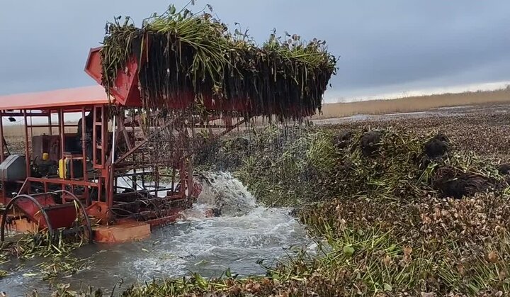 عملیات نجات تالاب انزلی از «سنبل آبی» به ایستگاه آخر رسید