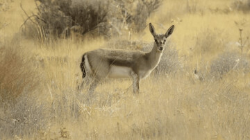 جمعیت آهوان پارک ملی بمو و گوزن زرد ارسنجان افزایش یافت