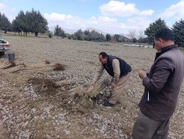 ۶۰ هزار نهال در مریوان توزیع شد