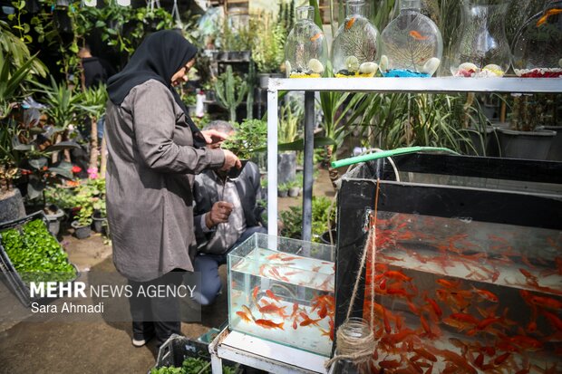بازار گل و گیاه مشهد در آستانه عید نوروز