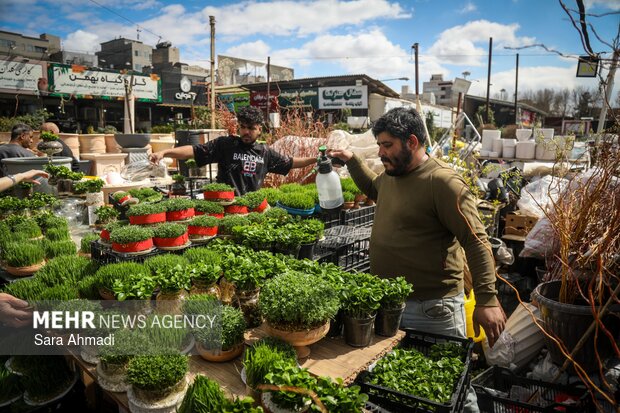 بازار گل و گیاه مشهد در آستانه عید نوروز